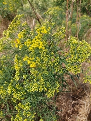Euthamia caroliniana