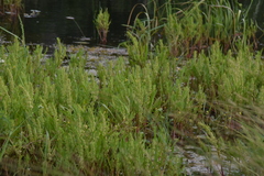 Rumex fueginus
