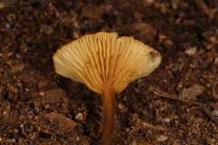 Crepidotus subfulviceps
