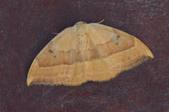 Watsonalla cultraria