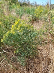 Euthamia caroliniana