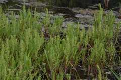 Rumex fueginus