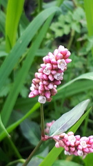 Persicaria