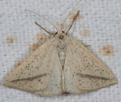 Lychnosea intermicata