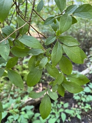 Vaccinium corymbosum