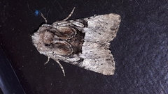 Meropleon diversicolor