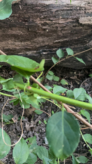 Celastrus orbiculatus