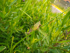 Sphenarium purpurascens