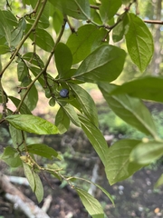 Vaccinium corymbosum