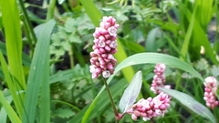 Persicaria