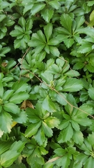 Pachysandra terminalis
