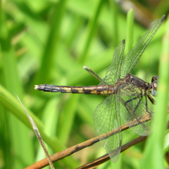 Erythrodiplax minuscula