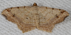 Macaria aequiferaria