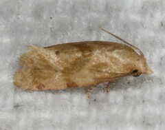 Platphalonidia magdalenae