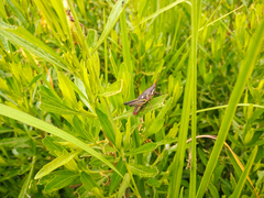 Sphenarium purpurascens