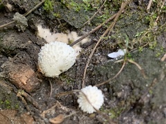 Lycoperdon curtisii