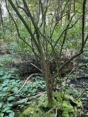 Vaccinium corymbosum