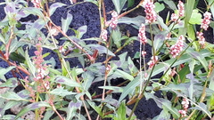 Persicaria