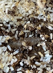 Tapinoma melanocephalum