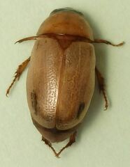Cyclocephala laminata