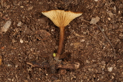 Crepidotus subfulviceps