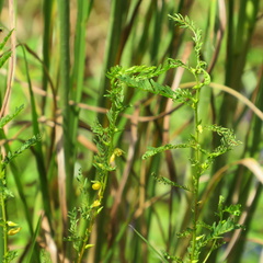 Chamaecrista fasciculata