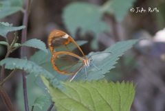 Greta morgane morgane