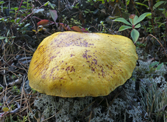 Suillus luteus
