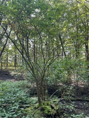 Vaccinium corymbosum