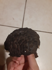 Strobilomyces strobilaceus image