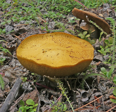 Suillus luteus
