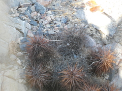 Echinocereus engelmannii engelmannii
