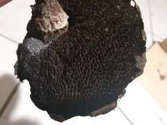 Strobilomyces strobilaceus image