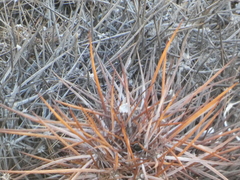 Echinocereus engelmannii engelmannii