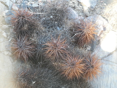 Echinocereus engelmannii engelmannii