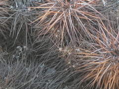 Echinocereus engelmannii engelmannii