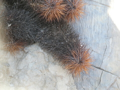 Echinocereus engelmannii engelmannii