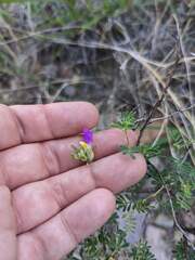 Dalea formosa