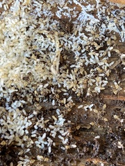 Tapinoma melanocephalum