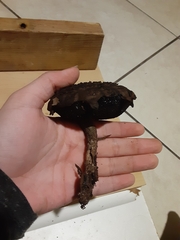 Strobilomyces strobilaceus image