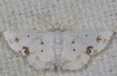 Scopula lautaria