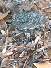 Strobilomyces strobilaceus image