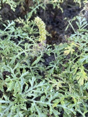 Ambrosia chamissonis