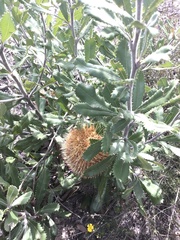 Banksia ornata