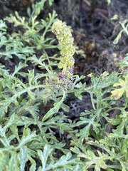 Ambrosia chamissonis