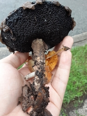 Strobilomyces strobilaceus image