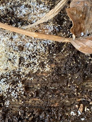 Tapinoma melanocephalum