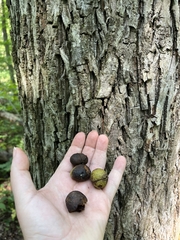 Carya ovalis