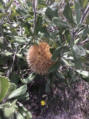 Banksia ornata