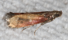 Varneria atrifasciella